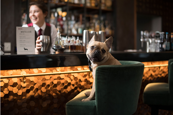 Dog in restaurant